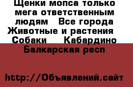 Щенки мопса только мега-ответственным людям - Все города Животные и растения » Собаки   . Кабардино-Балкарская респ.